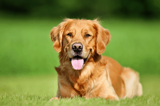 Golden Retriever
