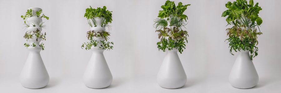 vegetation-growth-stages