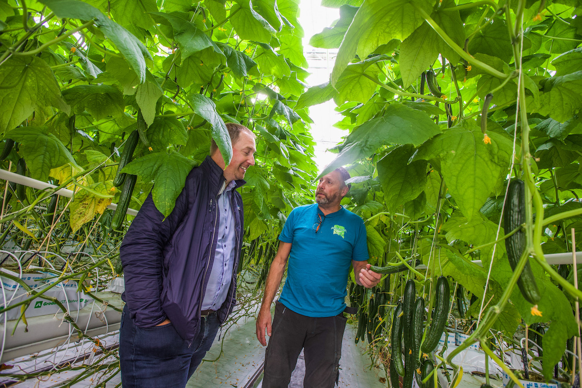 To menn snakker sammen mellom høye agurkplanter