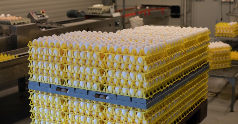 Mange eggbrett fulle av egg stablet på hverandre