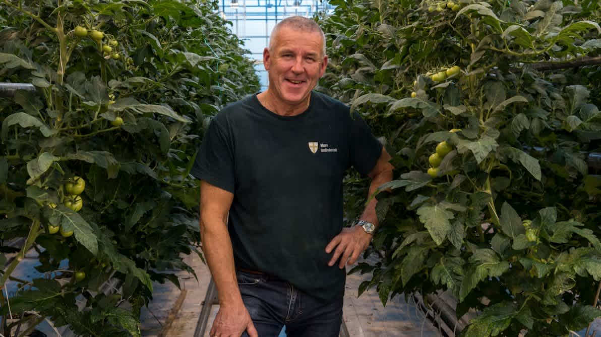 Arnar Risan blant flere tomatplanter