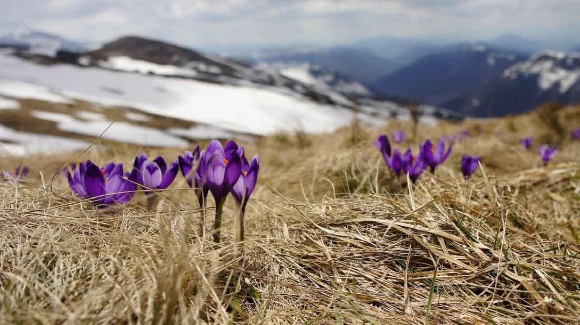 Blomster som blomstrer pĂ„ toppen av et fjell