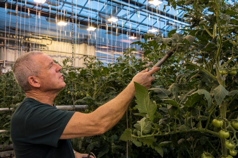 Arnar pleier en tomatplante