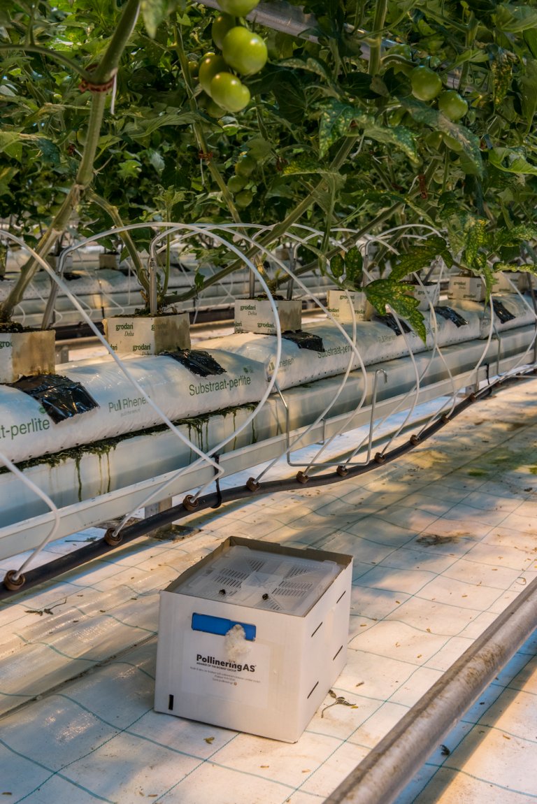 Humler i en boks under flere tomatplanter