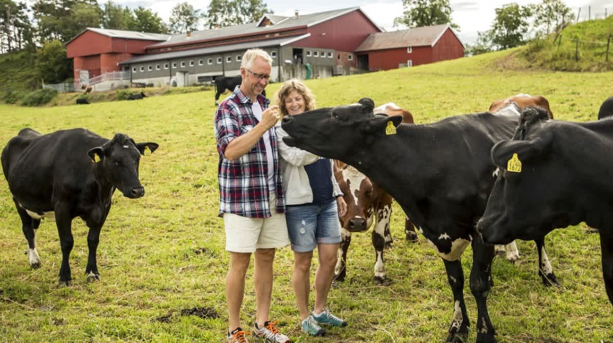 En mann og dame stÄr sammen med flere kyr pÄ en gÄrd