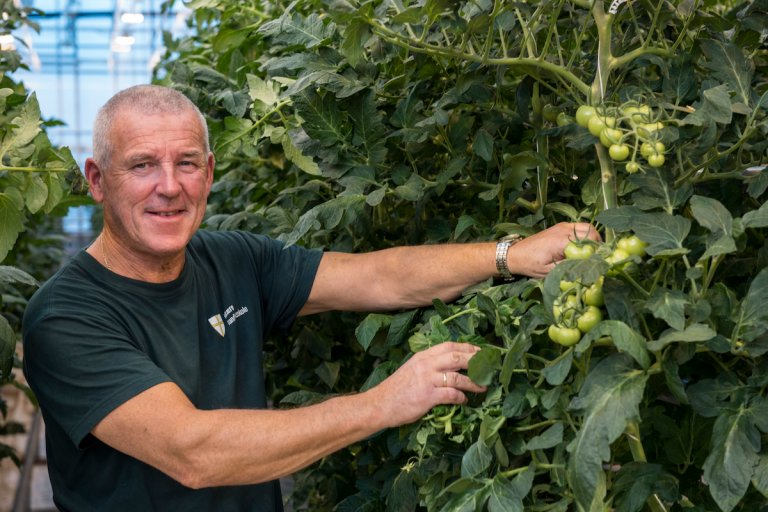 Arnar Risan foran en tomatplante med flere grønne tomater