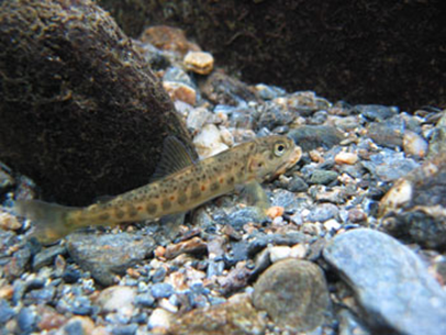 Smolt i elva