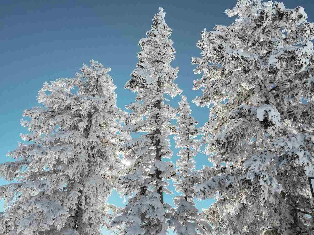 SnÞdekte trÊr mot en blÄ himmel