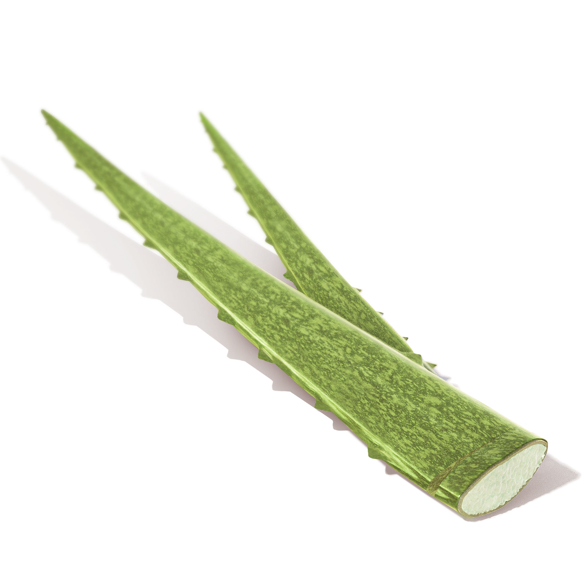 ALOE VERA 1x1 tinted lip oil ingredient aloe vera