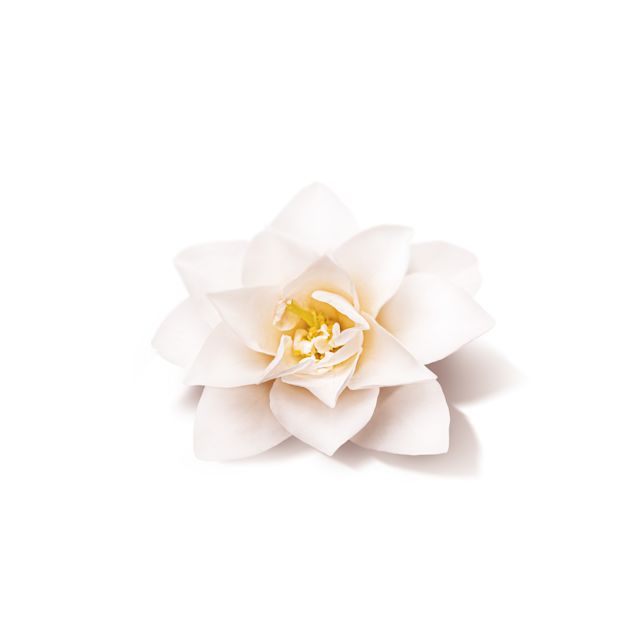 CAMELLIA CAMELLIA