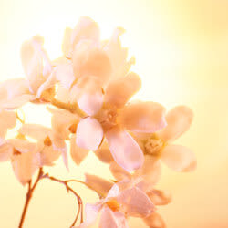 Neroli Oil fragrance ingredient Neroli Oil fragrance ingredient in Charlotte's Joyphoria eau de parfum