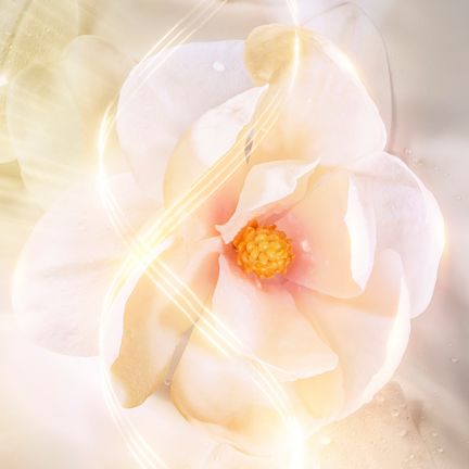 MAXNOLIA O MAXNOLIA O