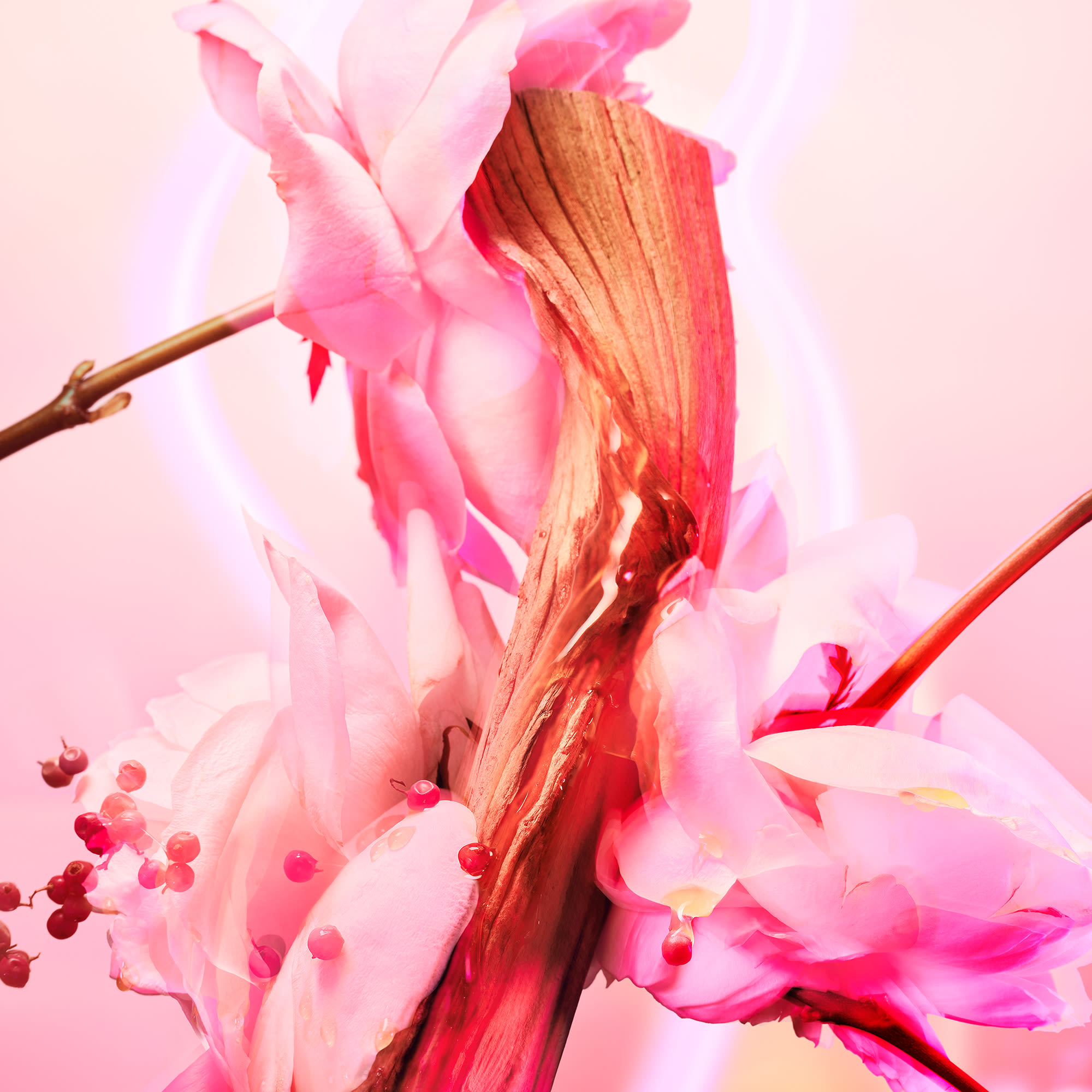 Love Frequency ingredients The top heart and base notes in Charlotte's Love Frequency fragrance