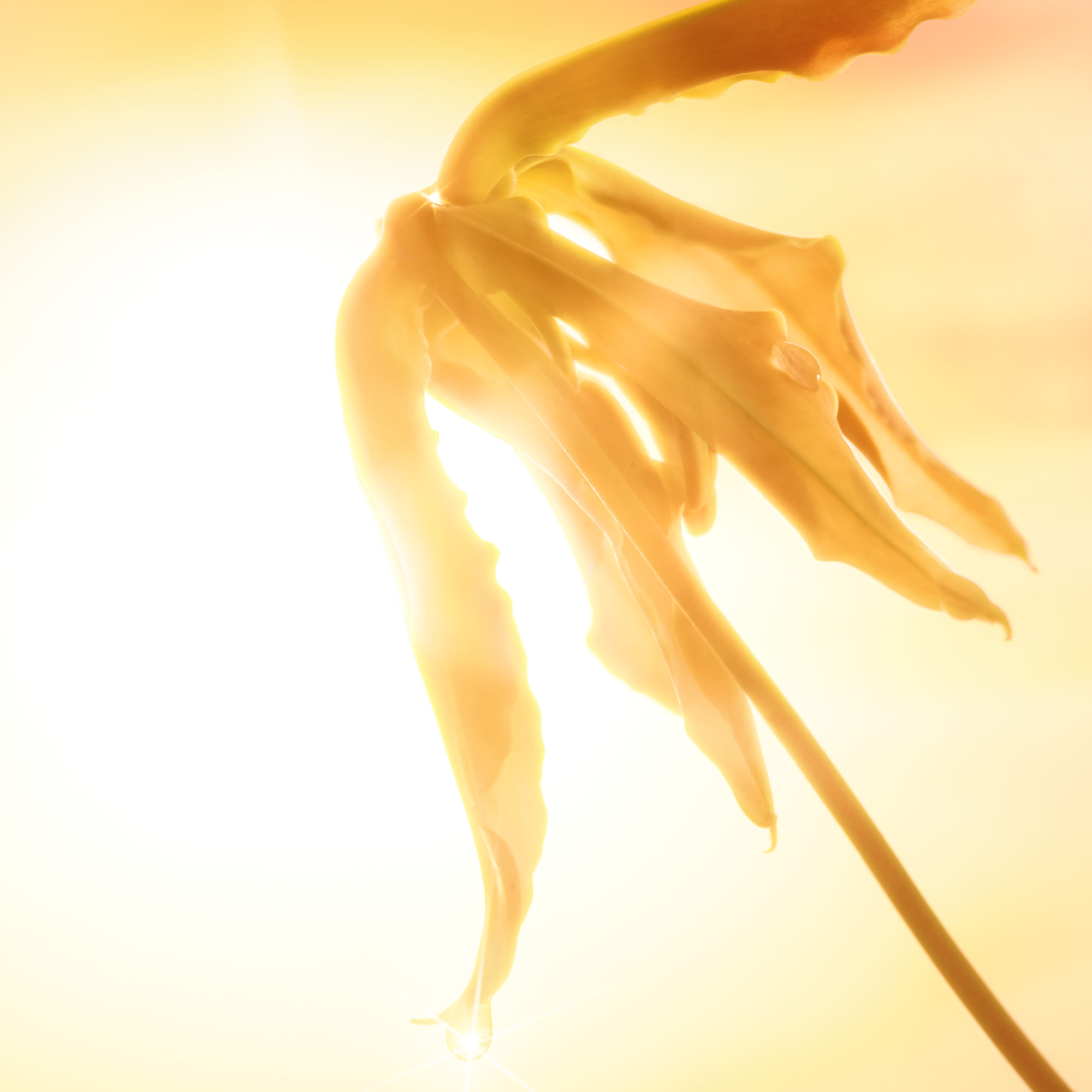 Ylang Ylang fragrance ingredient Ylang Ylang fragrance ingredient in Charlotte's Joyphoria eau de parfum