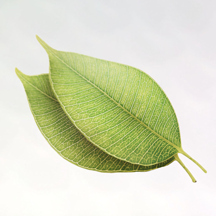 WINTER DAPHNE STEM CELL EXTRACT WINTER DAPHNE STEM CELL EXTRACT