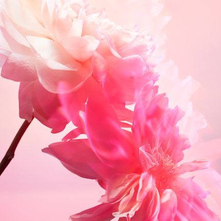 Rose ultimate extract + rose essential Rose ultimate extract + rose essential