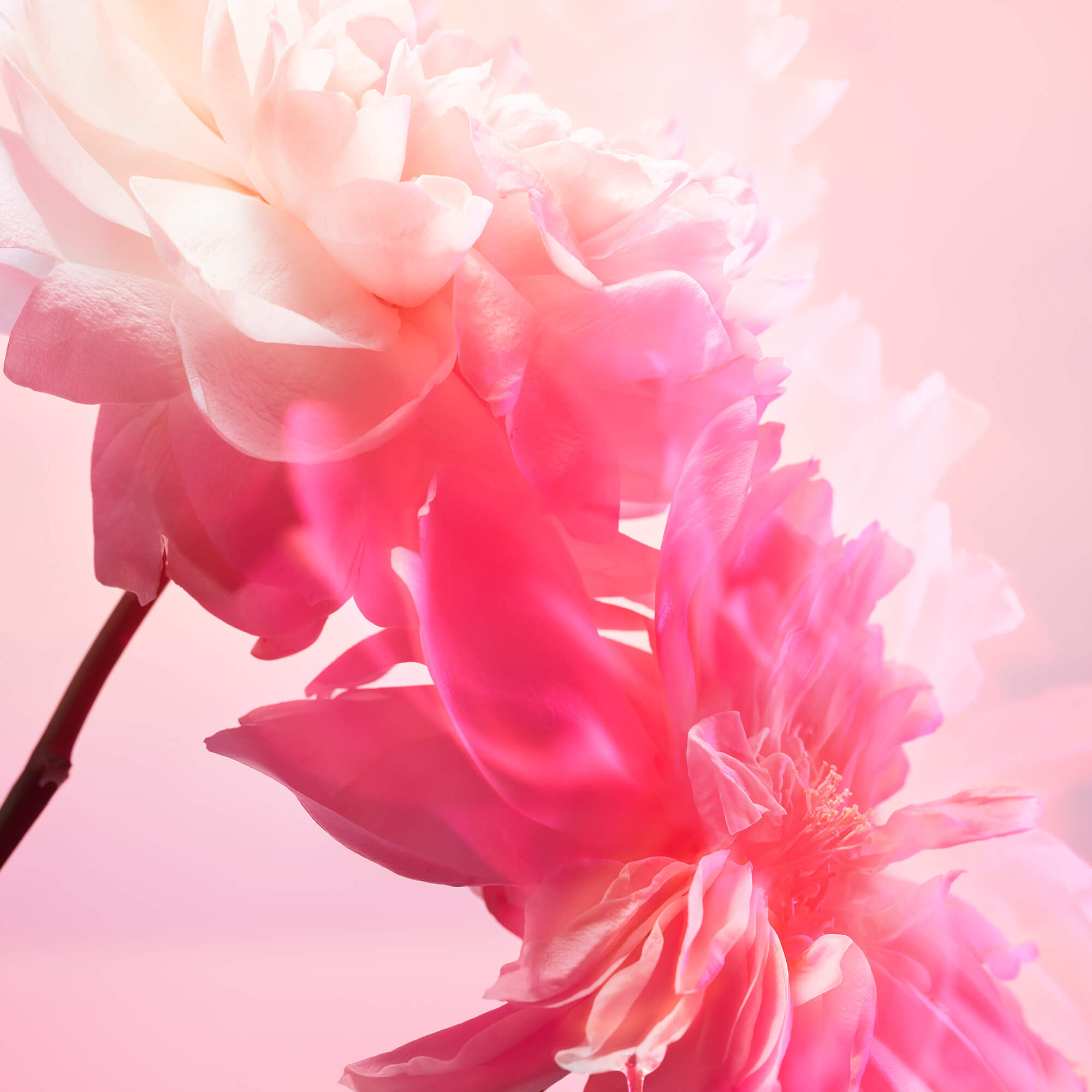 Rose fragrance ingredient Rose fragrance ingredient in Charlotte's Love Frequency eau de parfum