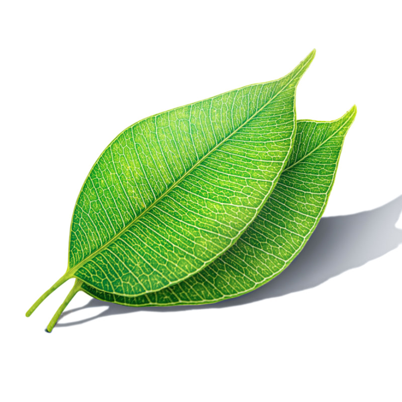 A skincare active ingredient that looks like a leaf.
