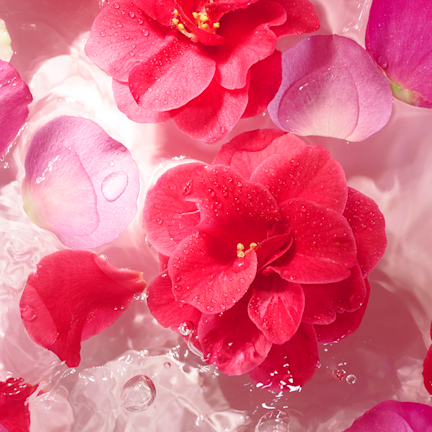 CAMELLIA OIL CAMELLIA OIL