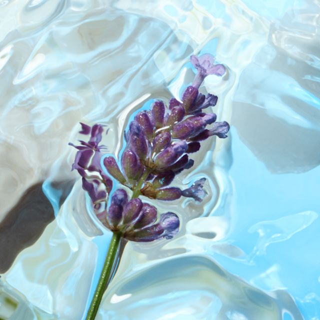 Top notes Lavender top note ingredient from Calm Bliss eau de parfum