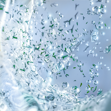 PLANT ADAPTOGEN EXTRACTS PLANT ADAPTOGEN EXTRACTS