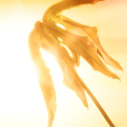 Ylang ylang Ylang ylang