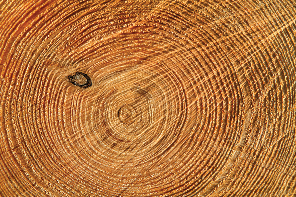 wood grain