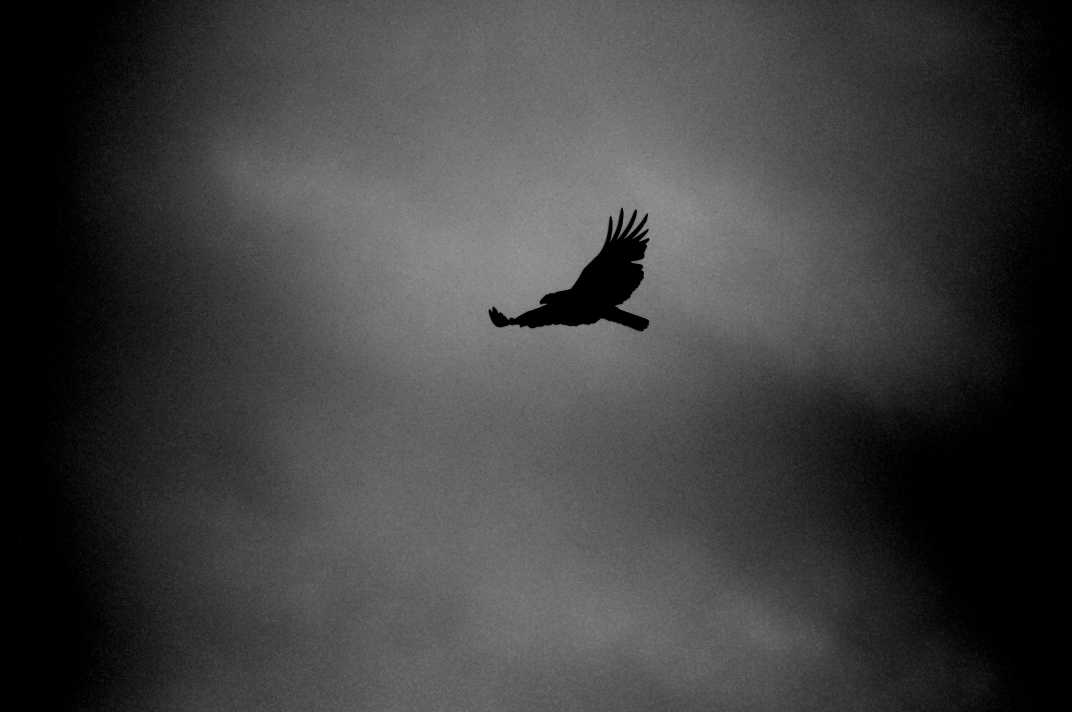 Bird flying in a dark sky.