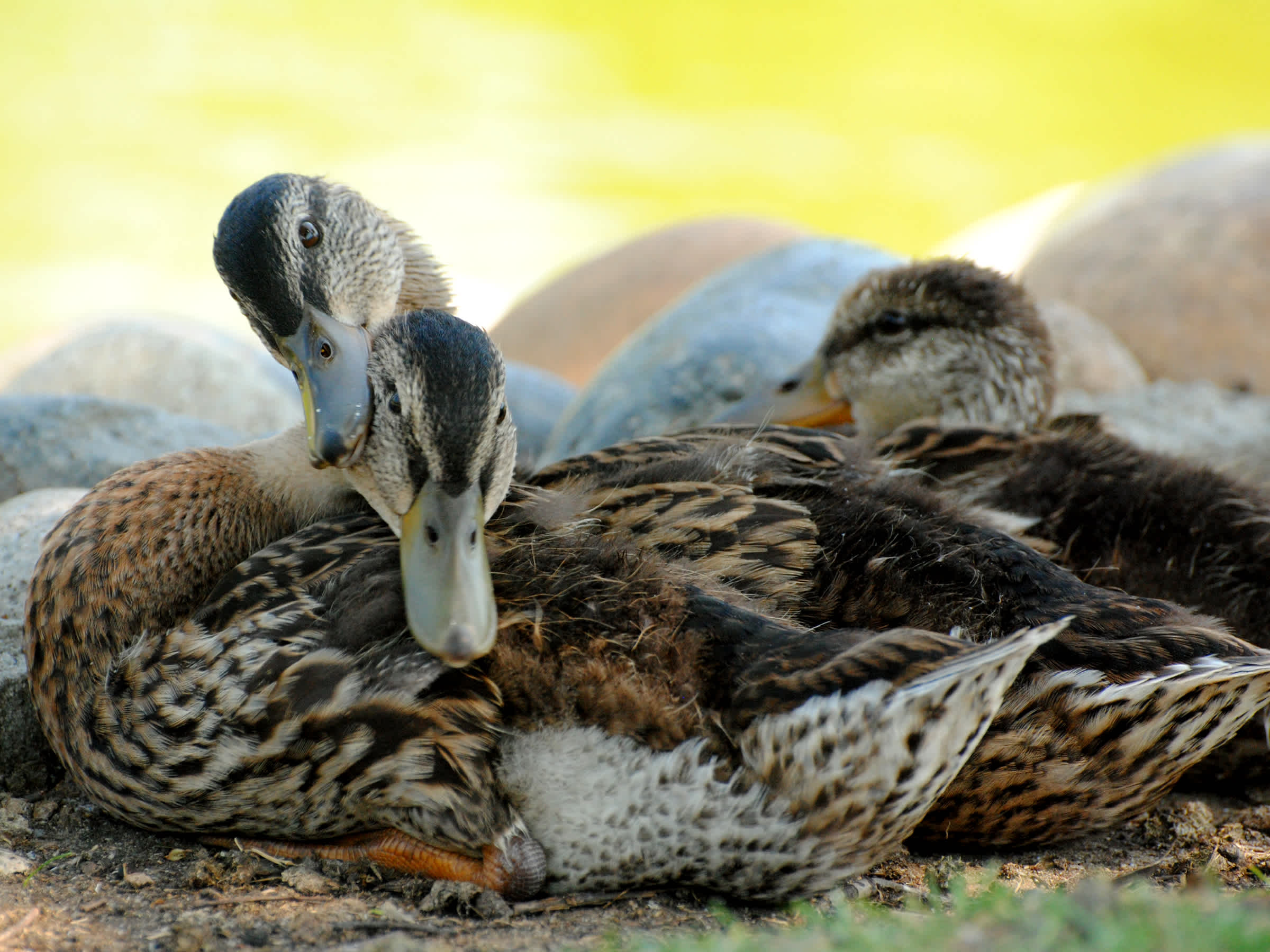 Ducks rubbing heads together.
