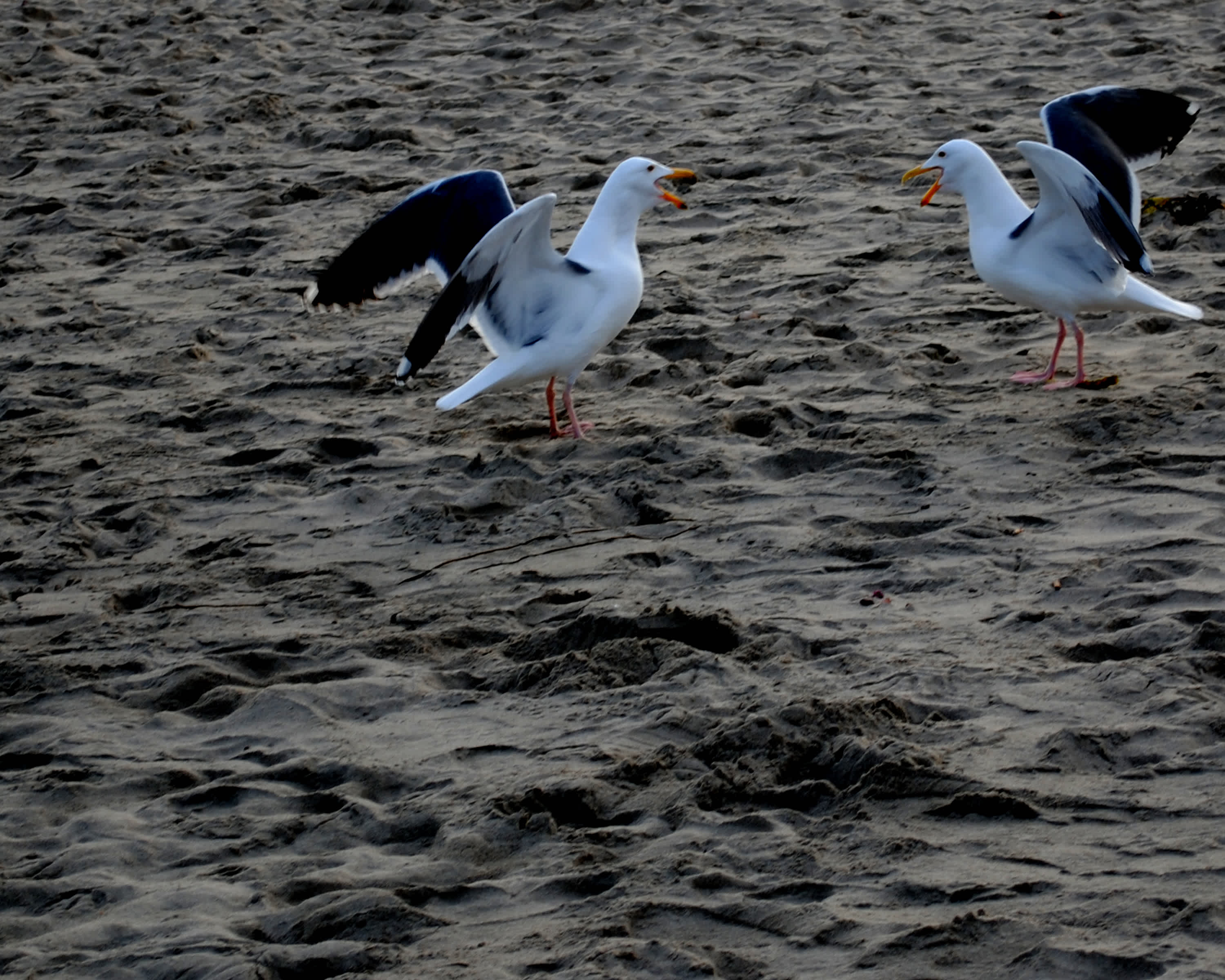 Two white birds flapping wings at each other on the sand.