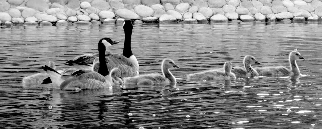 Group of ducks swimming in the water in black and white. 