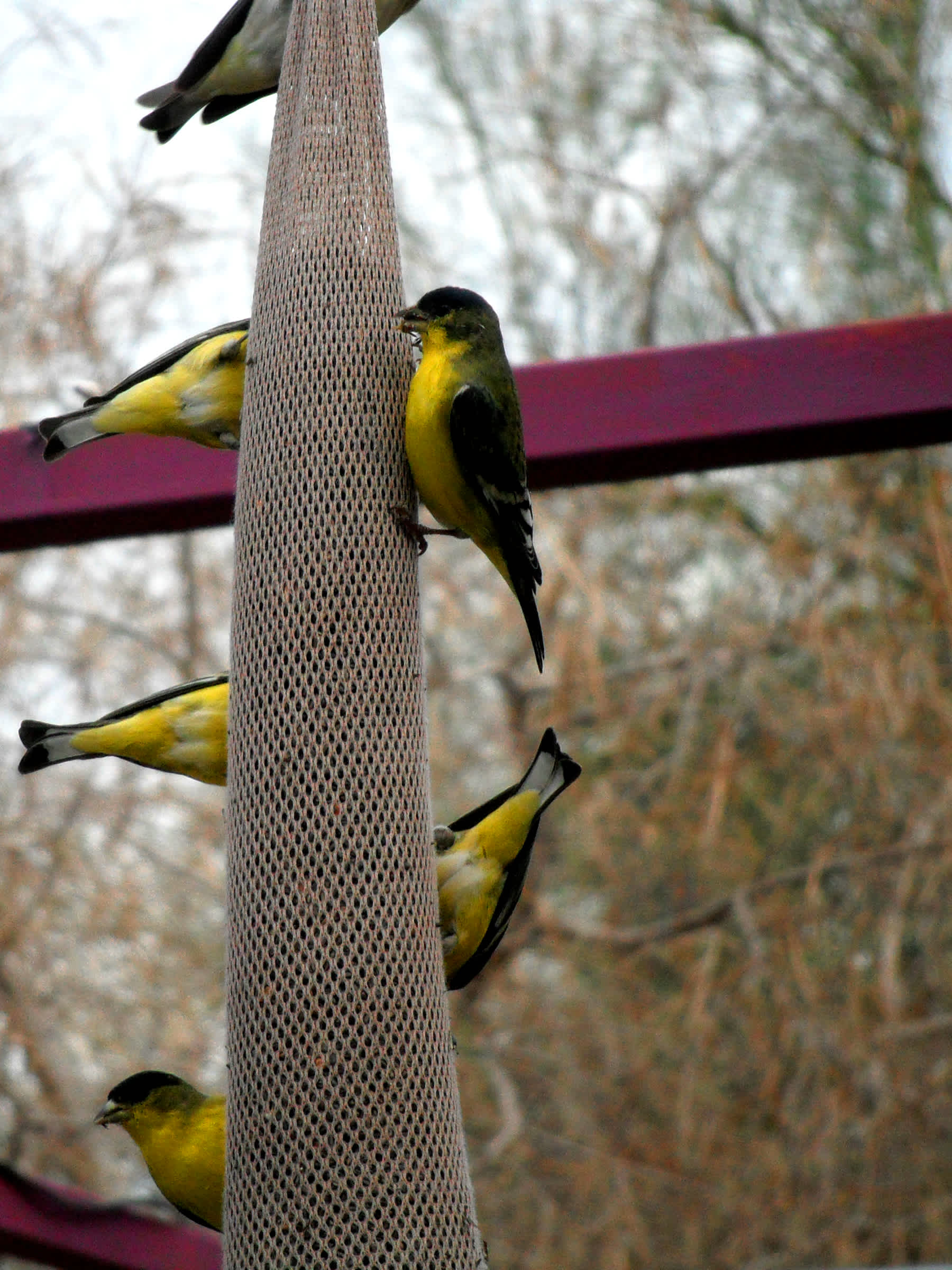 Yellow-stomach birds eating off bird feeder pillar.