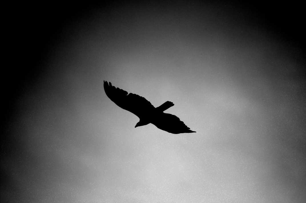 Silhouette of a bird flying in a dark sky.