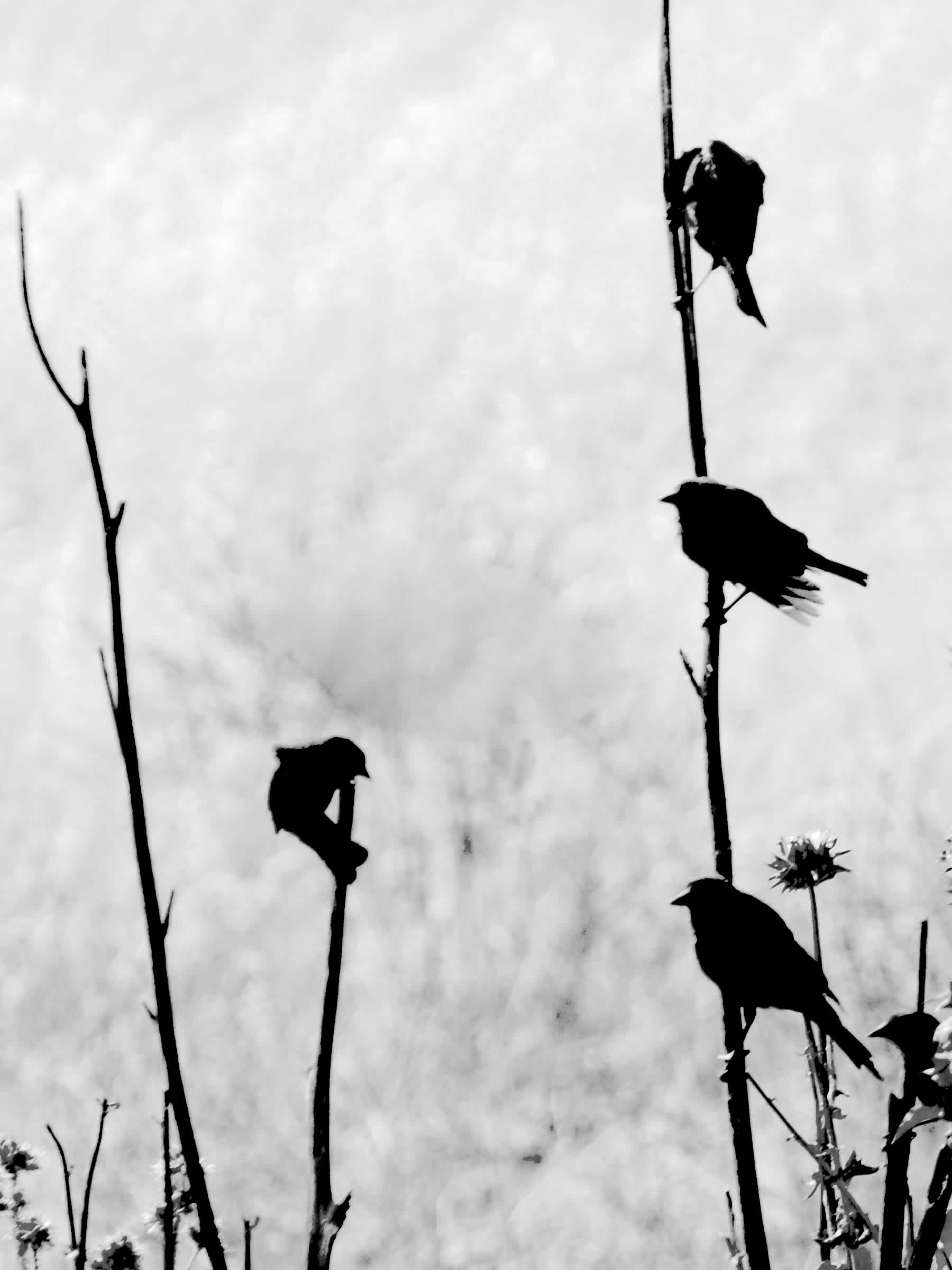 Birds standing on thin branches of a tree.