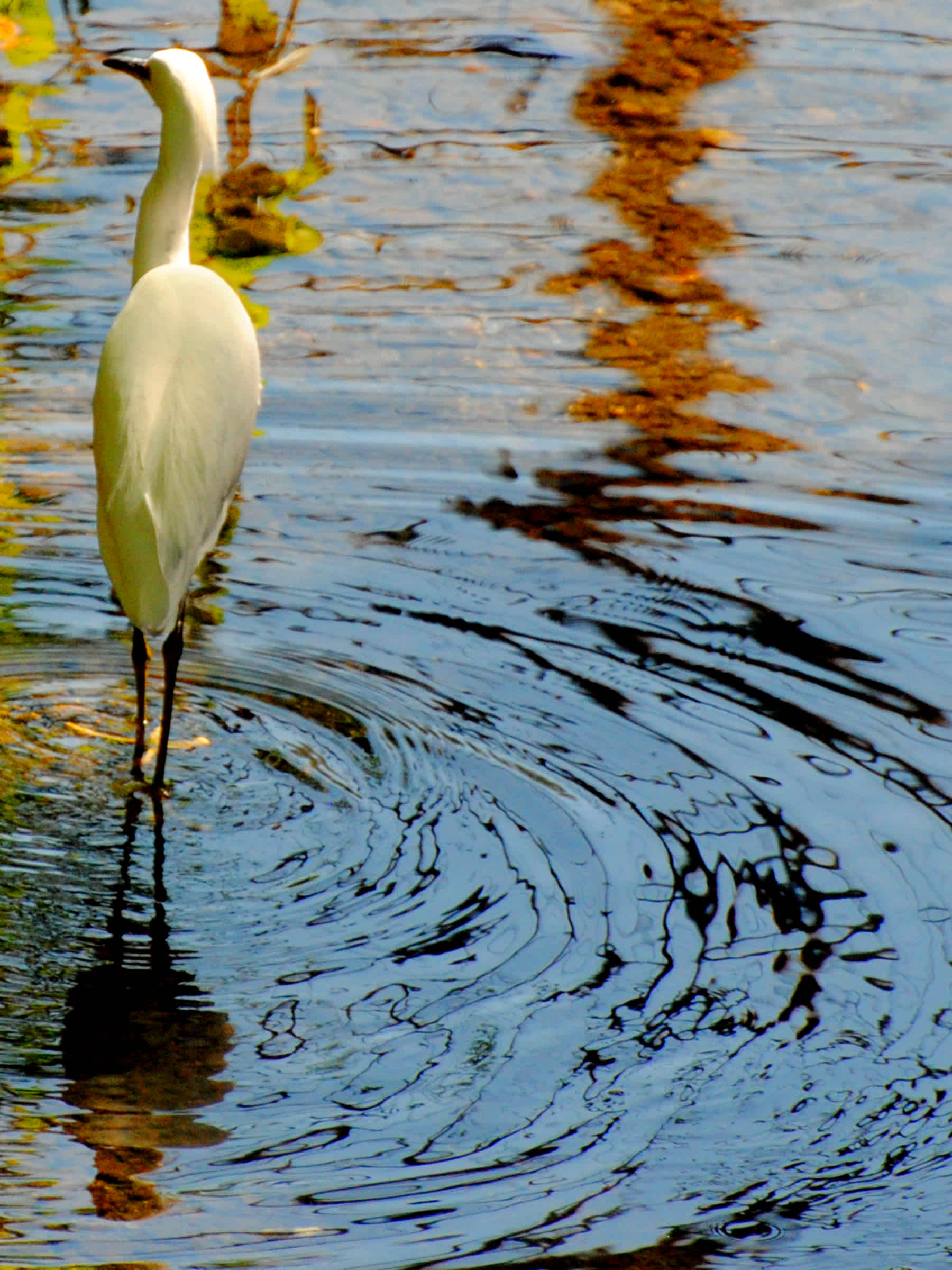 White bird with long legs standing in the water.