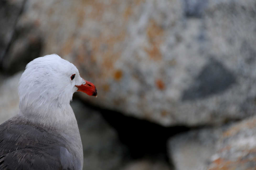 White bird looking at boulders. 