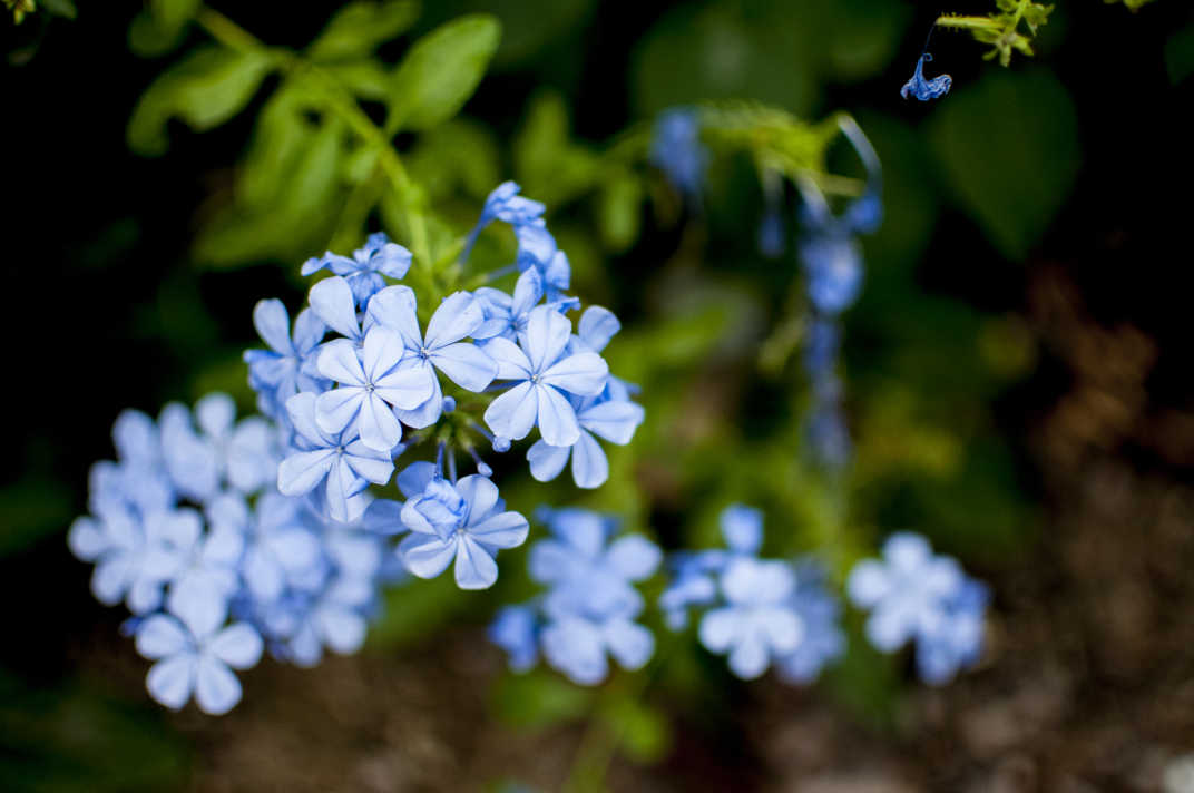 Blue flowers in Banning, California.