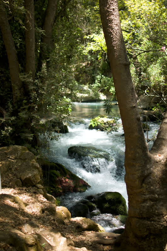Tree in front of a stream leading to Banyas Waterfall, Golan Heights, Israel. 