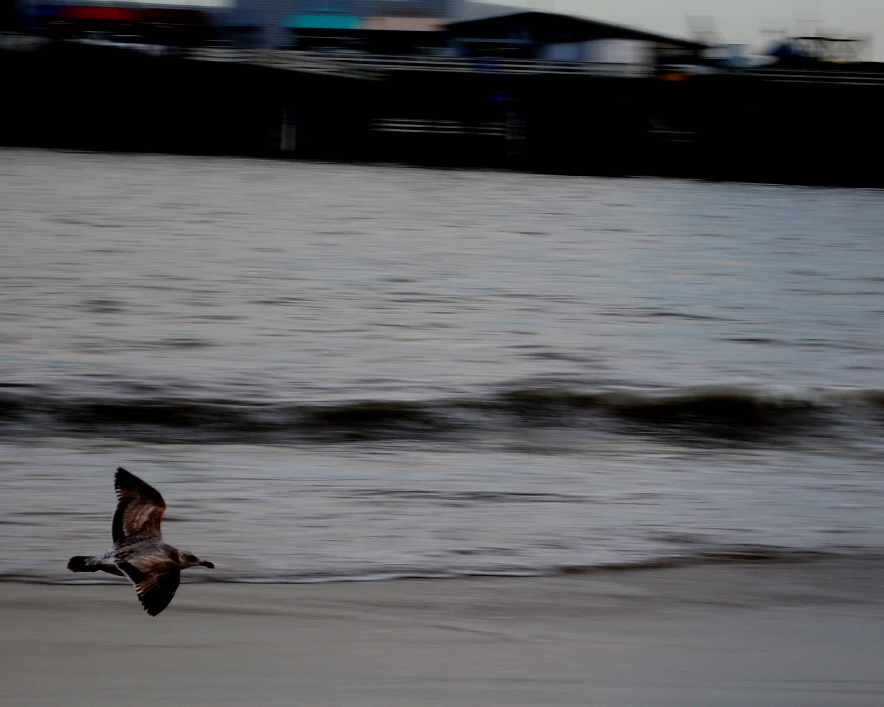 Bird flying past the ocean and pier. 