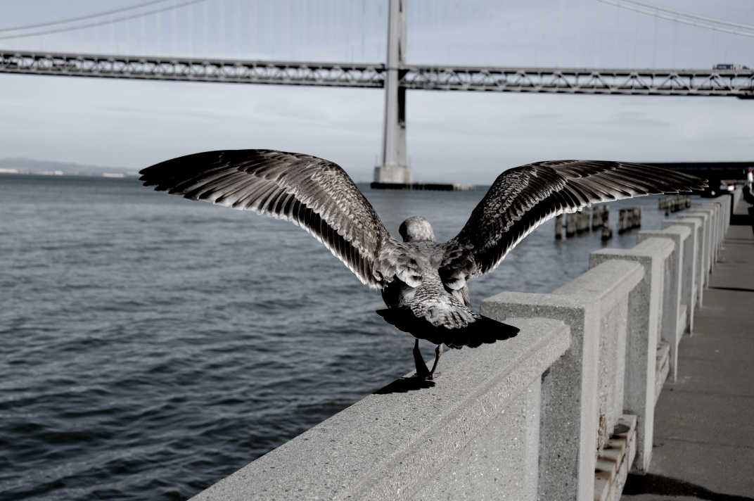 Bird flapping wings on the railing of a pier.