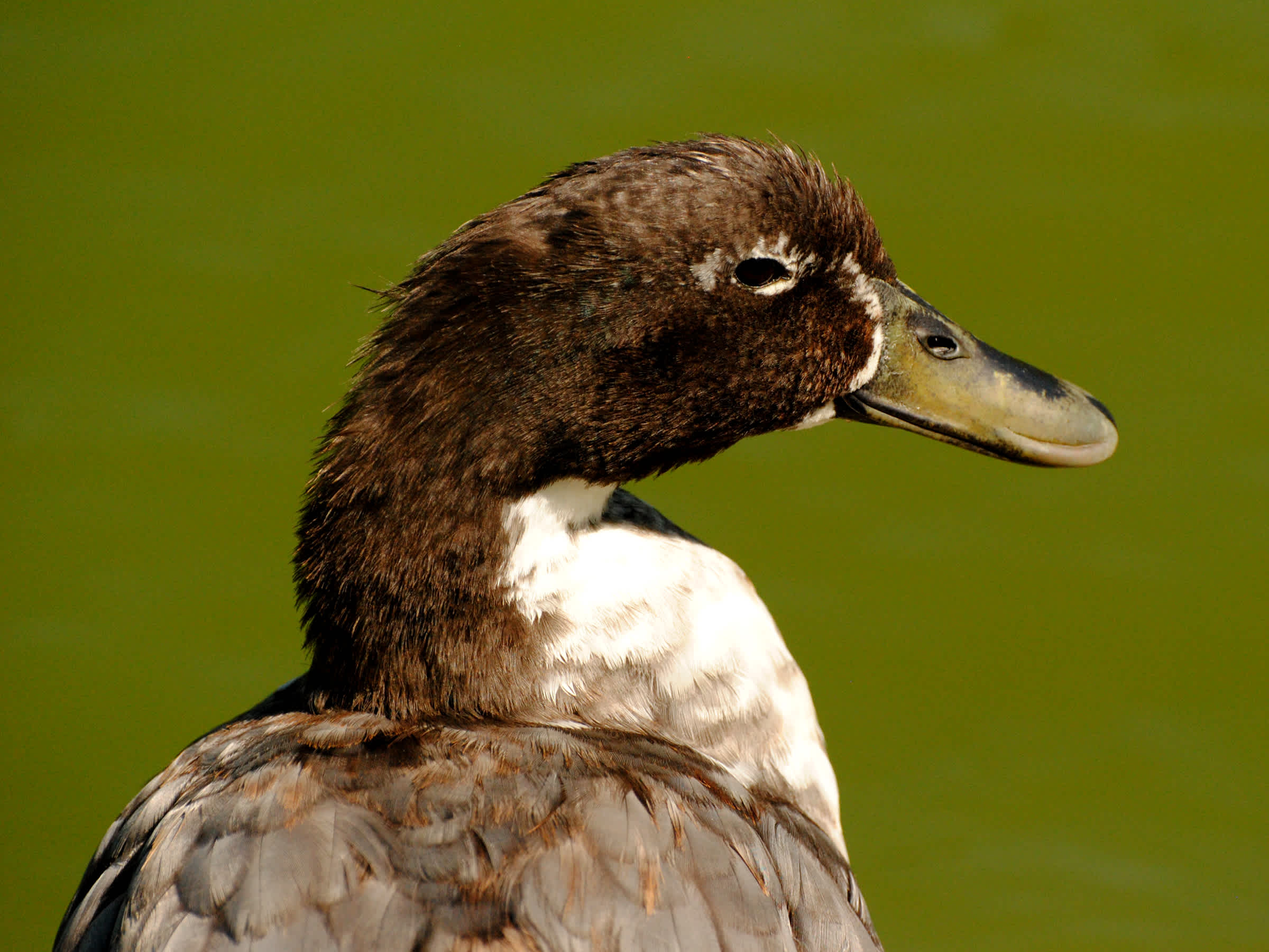 Dark brown duck in front of green background. 