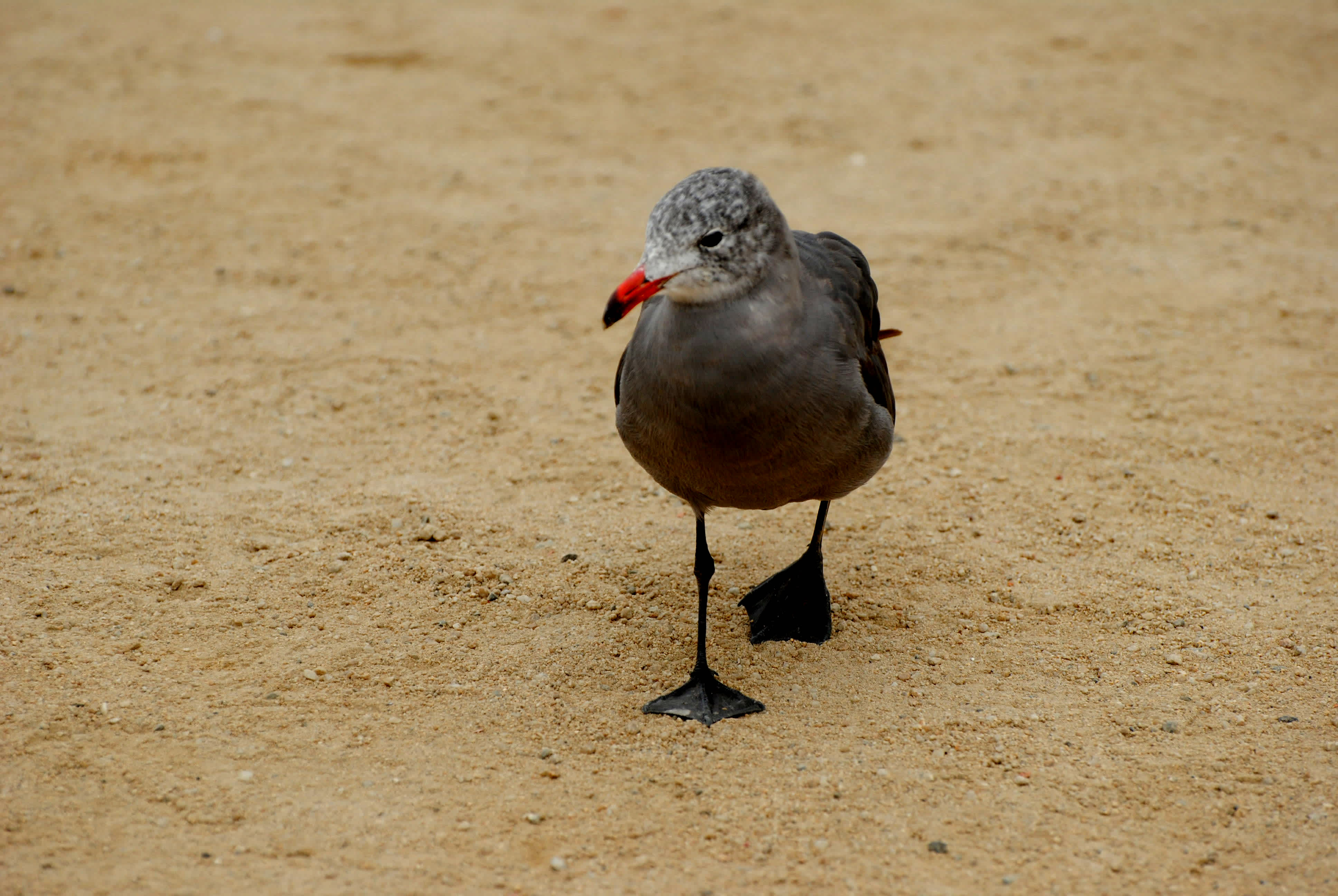 Bird walking on the sand.