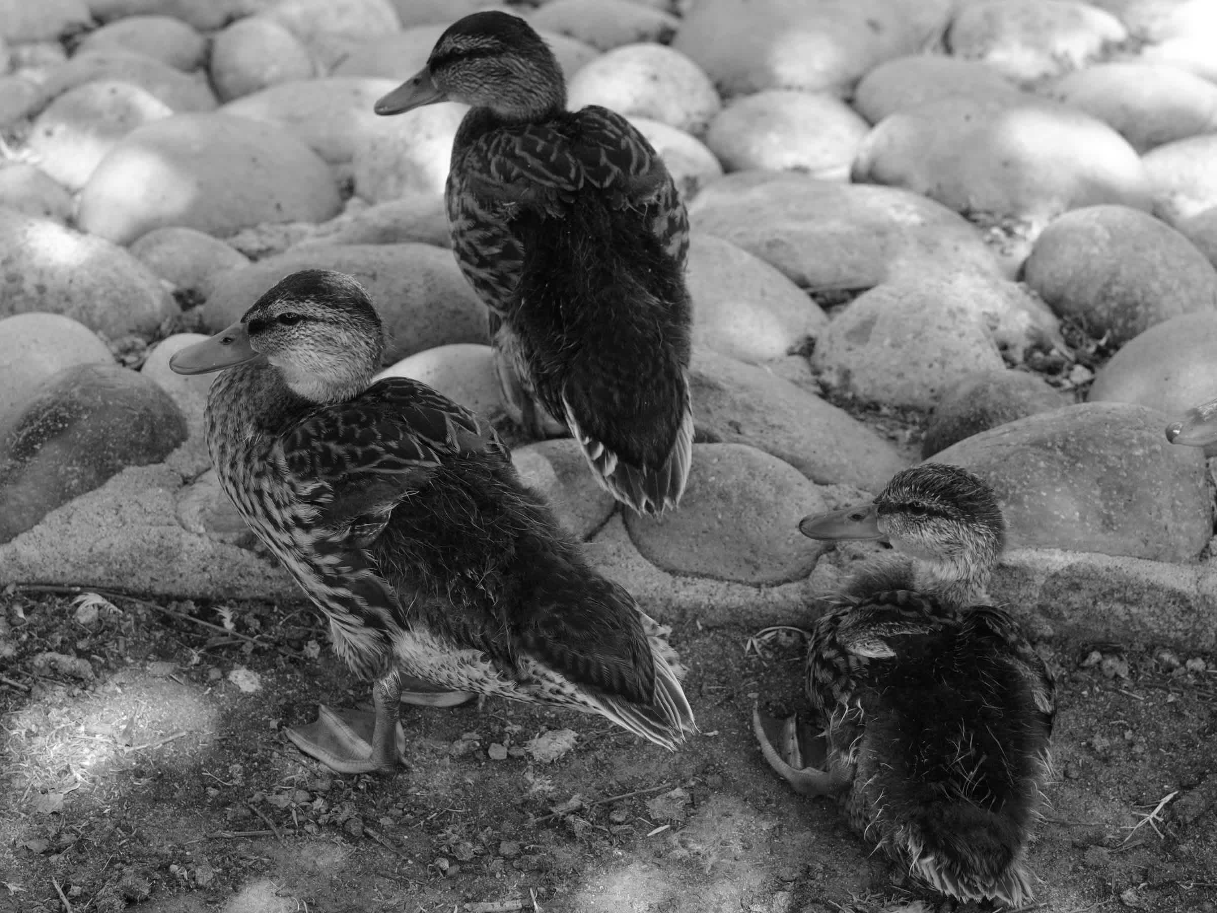 Ducks sitting by stones in black and white. 