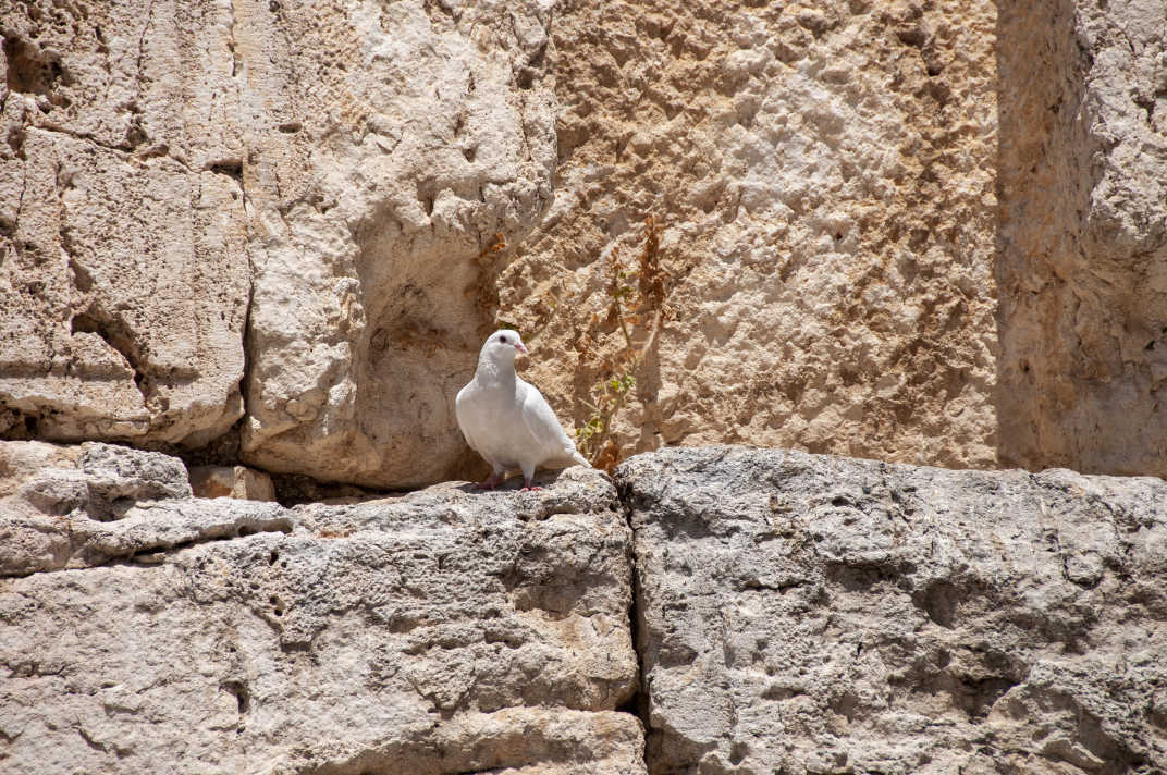 White dove resting on the Western Wall in Jerusalem, Israel