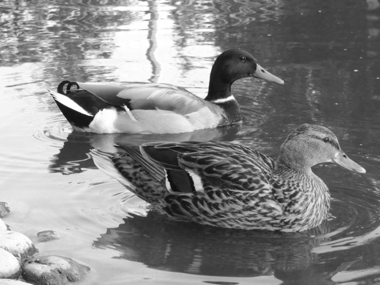 Ducks swimming on the water in black and white.