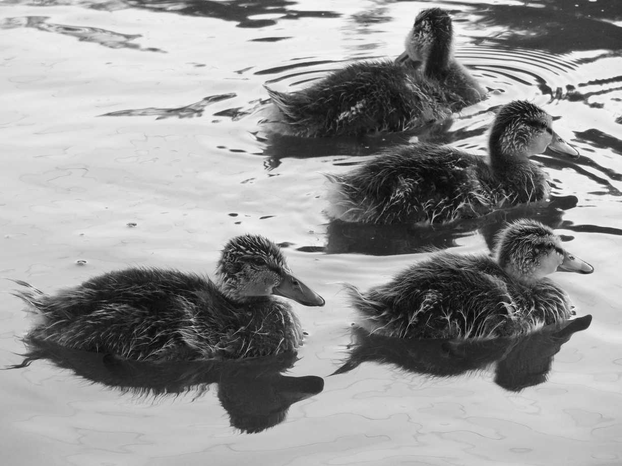 Four black and white ducks swimming in the water.