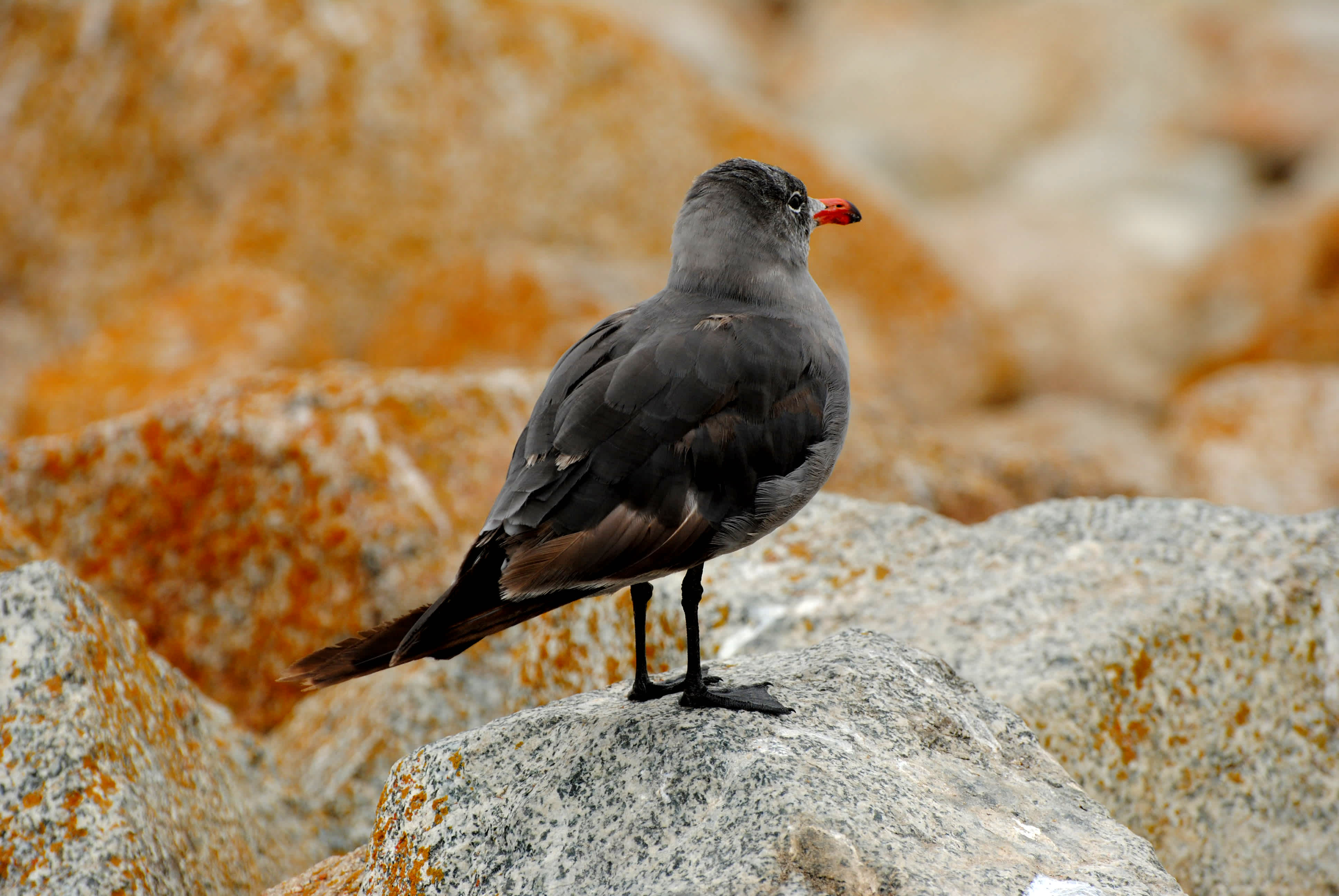 Bird standing on a rock. 