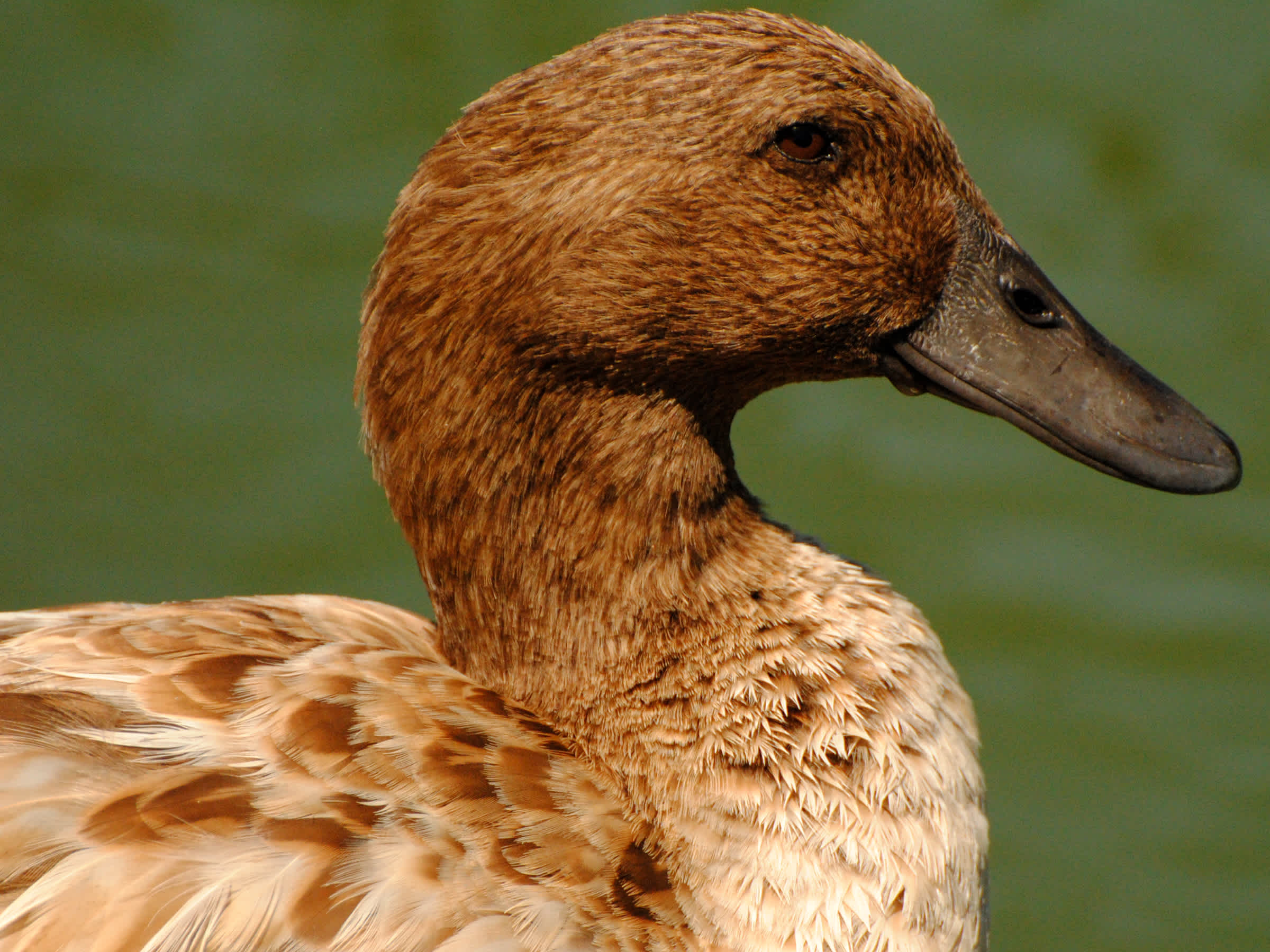 Close-up of brown duck. 