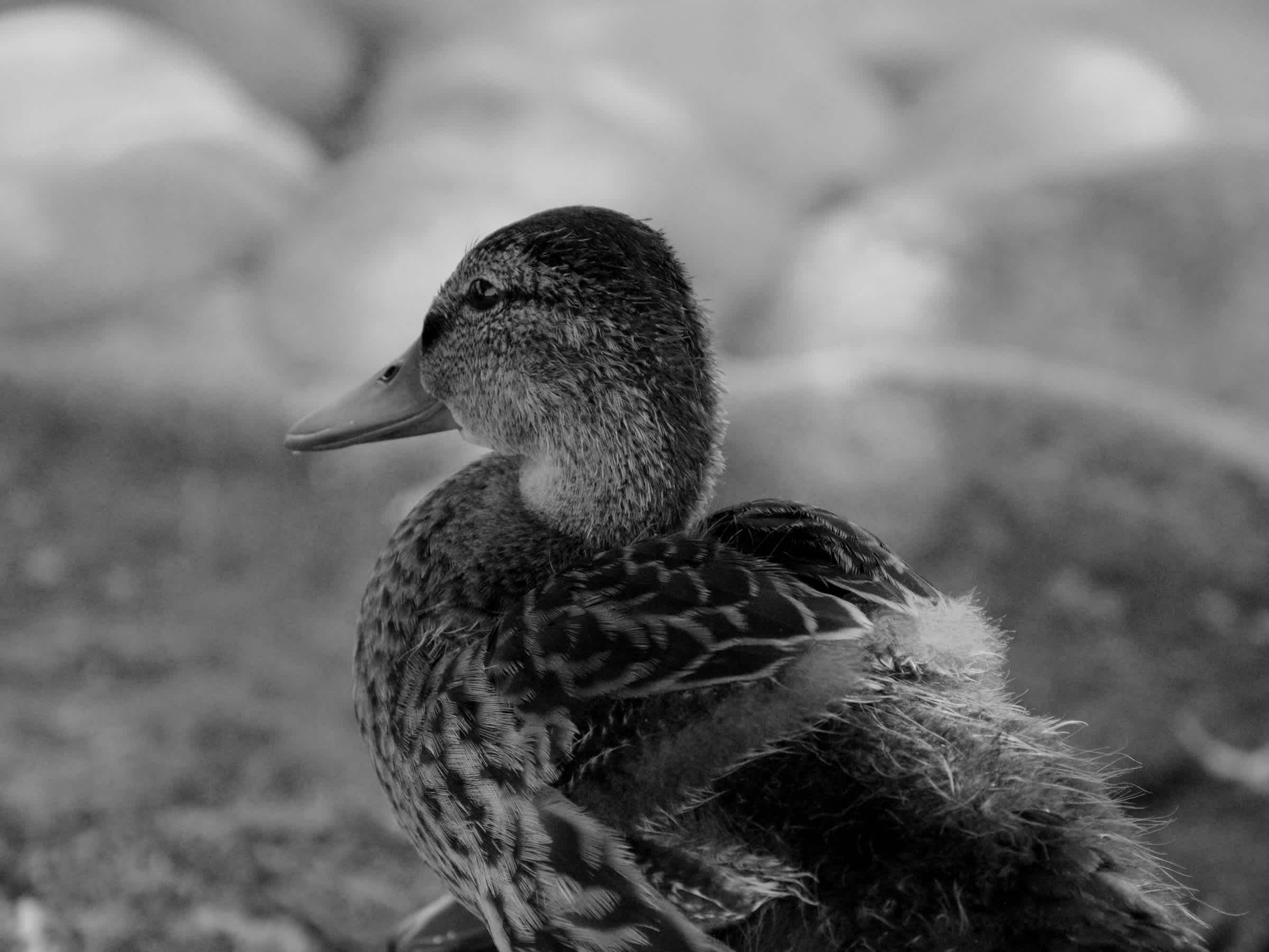 Duck in front of stones in black and white. 