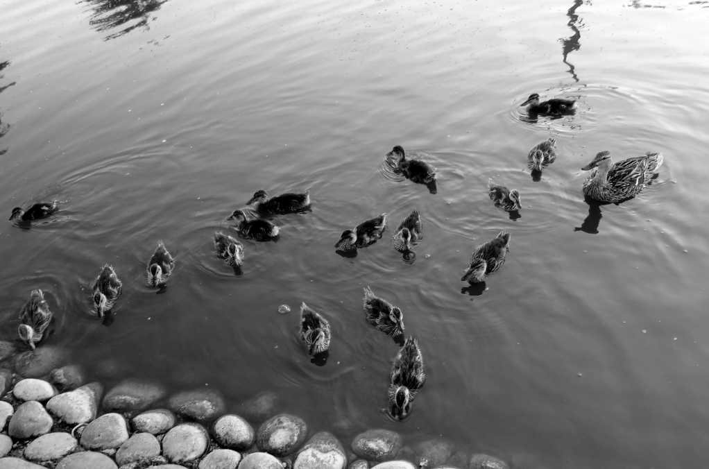 Birds swimming in the water in black and white.